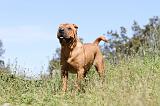 SHAR-PEI 482